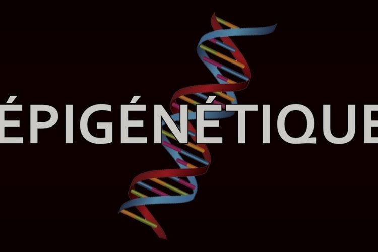 lepigenetique cest quoi